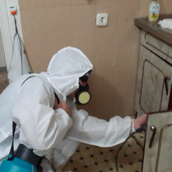 Дезинфекция от муравьев в квартире в Новоуральске